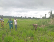 Ghana: localising the SDGs by planting for food and jobs for women and young people