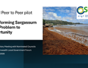 Tackling sargassum in the Caribbean: The role for local government